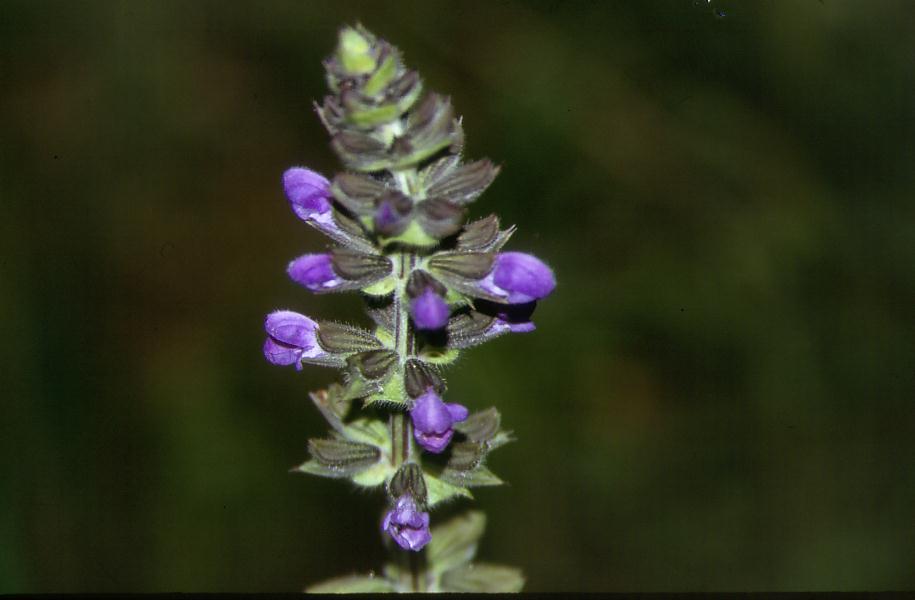 Salvia verbenaca / Savia dei campi
